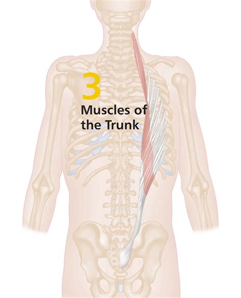 Muscles Of The Trunk Musculoskeletal Key