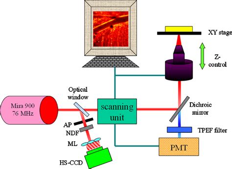 Simplified Schematic Diagram Of The Multiphoton Microscope Pmt