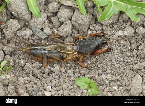 Mole Cricket Gryllotalpa Gryllotalpa Sitting On Soil Ground Germany