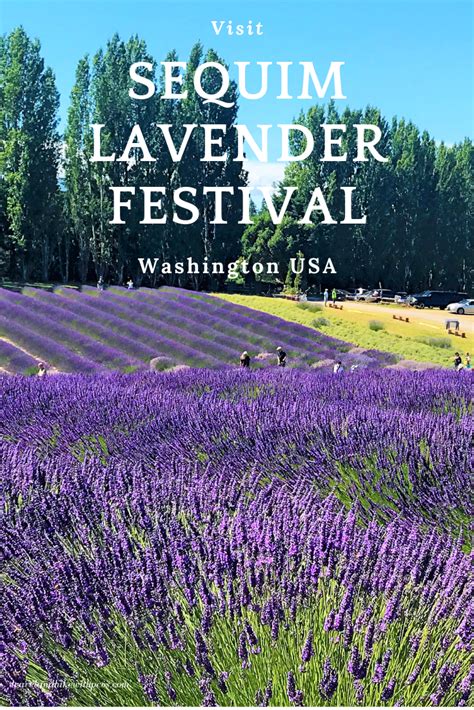 Visit Beautiful Lavender Farms At Sequim Lavender Festival Washington