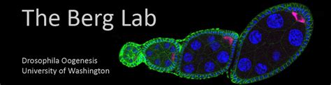 An Introduction To Fruit Flies The Berg Lab