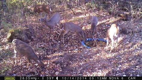 Waterhole Deer Hunting In Depth Outdoors