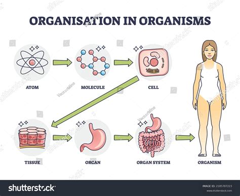 Organisation Organisms Hierarchical Level Structure Outline: vetor ...