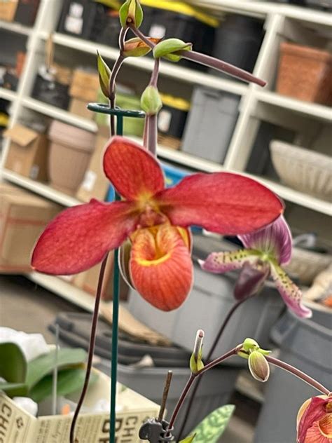 Attend Your Local Orchid Society Meeting For Tons Of Great Information