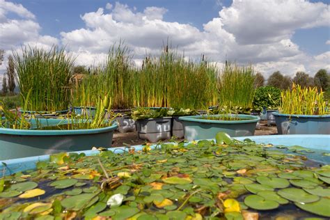 Produce Sedema Plantas Acu Ticas En El Vivero San Luis Tlaxialtemalco