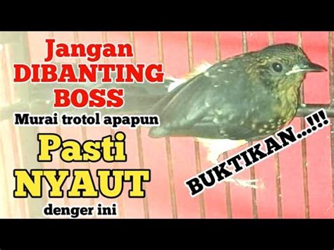 Murai Trotol Pasti Gacor Dan Murai Batu Pastol Bunyi Ngeplong Untuk