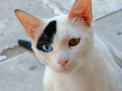 Galería Magníficos gatos con ojos de diferente color Publimetro