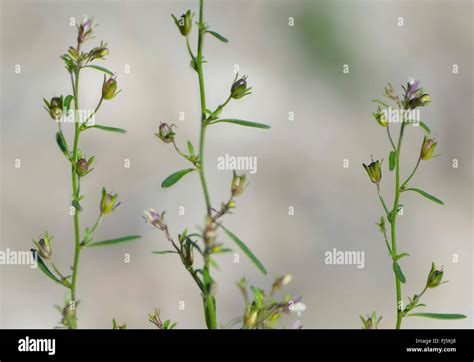 Small Toadflax Common Dwarf Snapdragon Chaenorhinum Minus