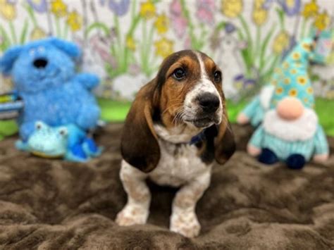 Basset Hound Puppies Petland Las Vegas Nevada