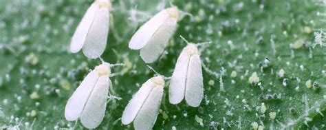 Principales Plagas Que Afectan Las Flores Pulgones Mosca Blanca Y