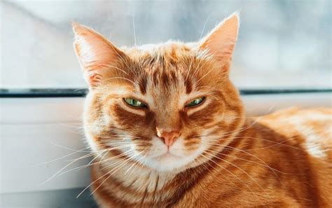 How Long Can Cats Go Without Blinking