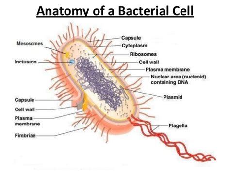 Bacterial Morphology And Anatomy