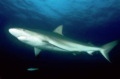 Blacktip Reef Shark Photograph By Louise Murray Science Photo Library Pixels