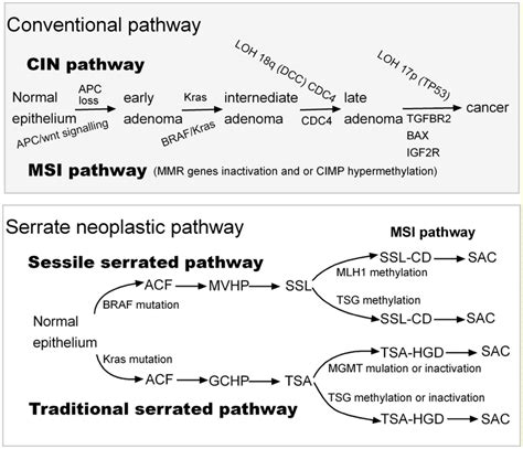 A Global And Simplified Model Of Serrated And Conventional Neoplasia