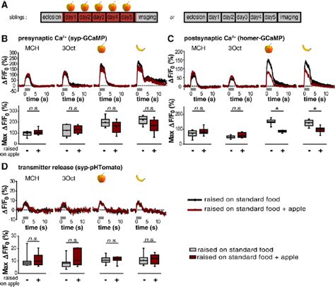 Experience Dependent Plasticity Of Postsynaptic Ca In The Al