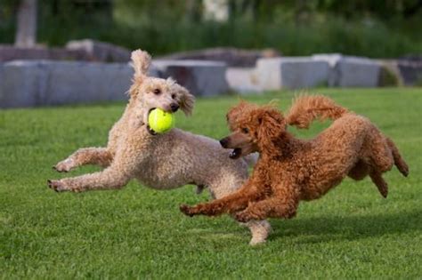 The Moyen Poodle Premium Moyen Poodle Puppy Breeder In Texas