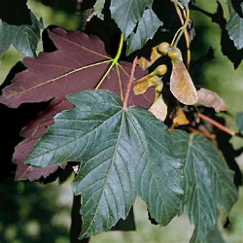 Acer Pseudoplatanus Atropurpureum Erable Sycomore P Pini Res