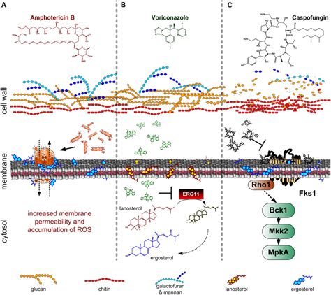 Mode Of Actions Of Antifungal Drugs Commonly Used Against Invasive And Download Scientific