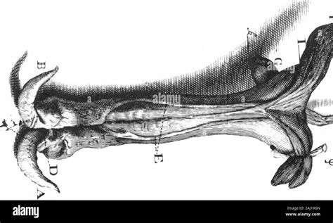 A Letter to Dr Edward Tyson Giving an Acconnt of the Anatomy of Those Parts of a Male Opossum ...