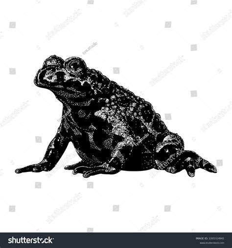 1 Sketch Fire Belly Toad Images Stock Photos 3d Objects And Vectors