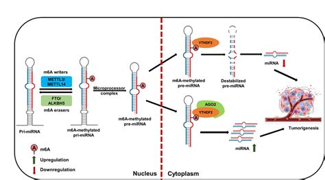 Schematic Representation Of The Regulation Of Mirna Biogenesis By M6a