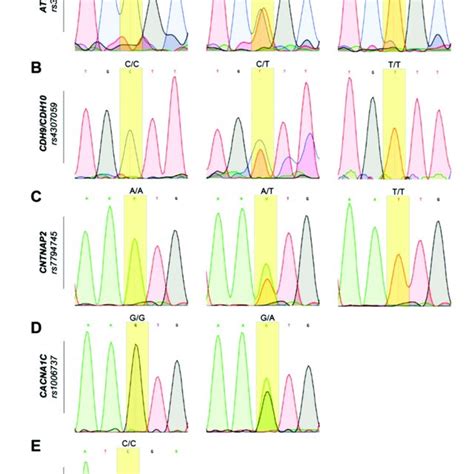 Sanger Sequencing Of Selected Samples Showing All Observed Genotypes