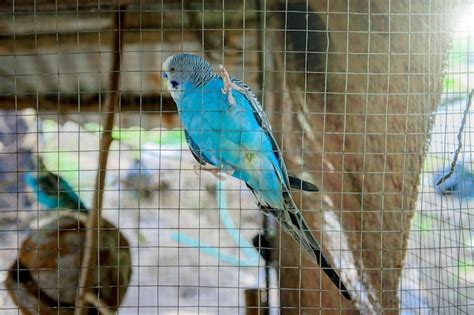 Premium Photo | Blue parakeet is trapped in a cage.