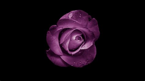 Minimalist Rose Wallpapers - 4k, HD Minimalist Rose Backgrounds on ...