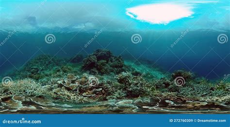 Coral Reef and Tropical Fish. Philippines. Virtual Reality 360 Stock ...