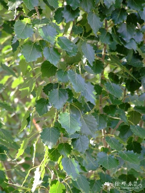 新疆杨populus Alba Var Pyramidalis 花卉图片网