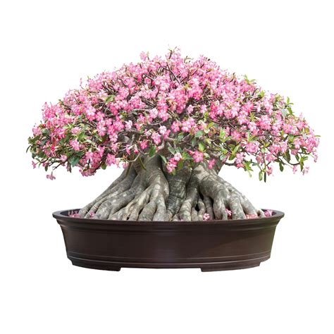 Adenium Opas E Adenium Obesum R A Pustyni Bonsai