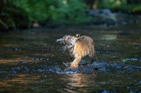 Lindo Cachorro De Tigre De Bengala Está Caminando En El Lago Imagen de