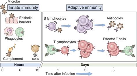 Imunitas Adaptif Dan Innate Nk Cells