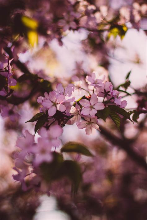 Images Gratuites La Nature Flore Arbre Botanique Branche