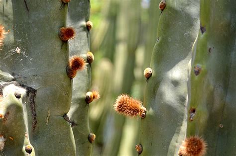 Especies Exóticas Invasoras Amenazan Biodiversidad En México