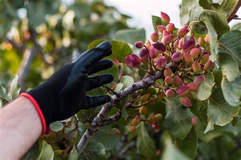 La cosecha del pistacho en España una tradición milenaria