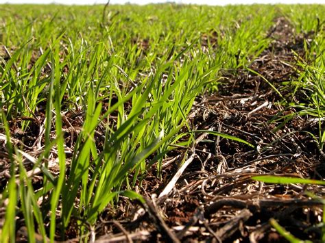 Import Ncia E Benef Cios Da Cobertura Vegetal Do Solo