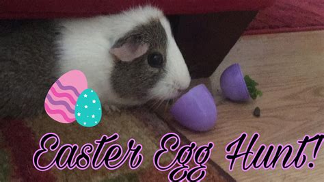 Guinea Pig Easter Egg Hunt Happy Easter Youtube