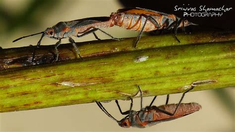 Boxelder Bug Project Noah