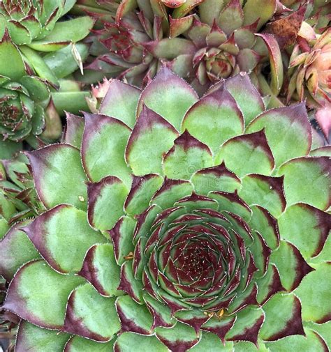 The Groundcovering Sempervivum is Composed of Tufted Leaves in Rosettes Stock Image - Image of ...