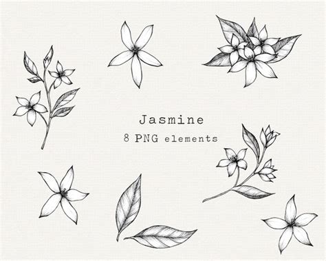 Jasmine Flower Clipart Botanical Illustration Hand Drawn - Etsy