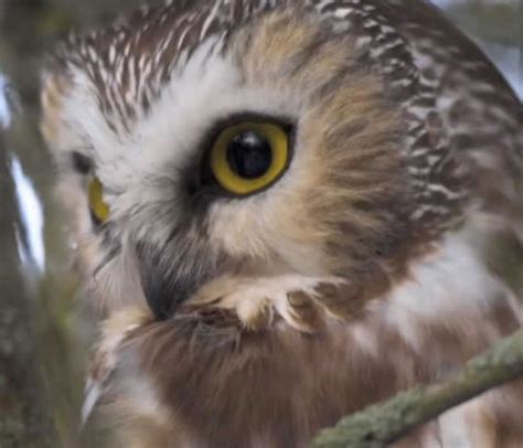 Northern Saw Whet Owl Bird Academy The Cornell Labbird Academy