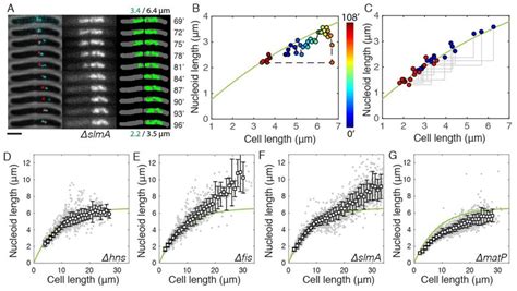 Cell Size Dependent Chromosome Sizing Under Extrinsic And Intrinsic