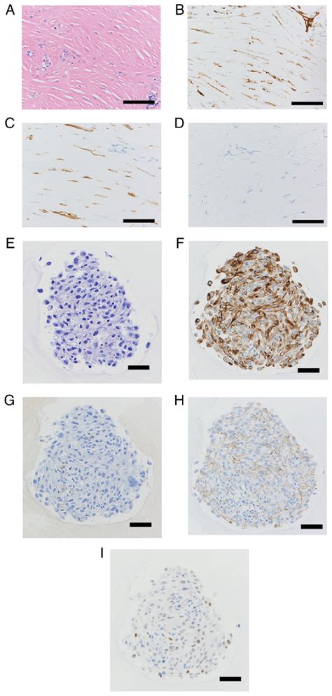 Histological Evaluation A Representative Hematoxylin Eosin Stained