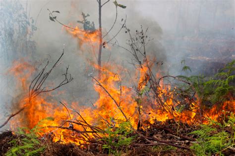 Berikut Hasil Kajian Ugm Soal Pemicu Kebakaran Hutan Dan Lahan