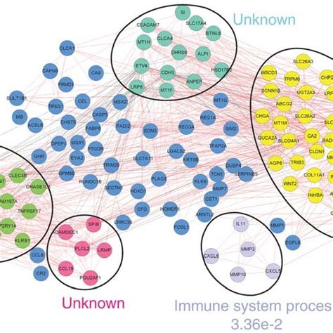 Co Expression Network Of Survival Related Genes Positive Connections Download Scientific