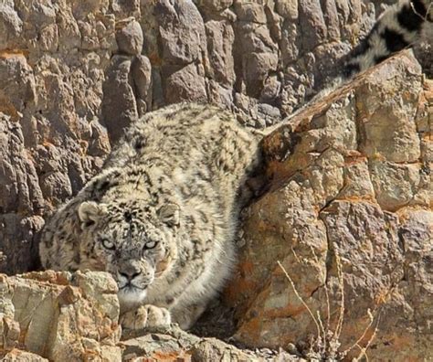 Pin by John Todd on Big Wild Cats | Snow leopard, Wild animals ...