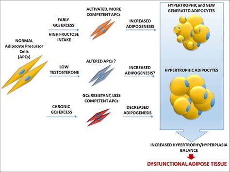 Dietary And Hormonal Factors Involved In Healthy Or Unhealthy Visceral