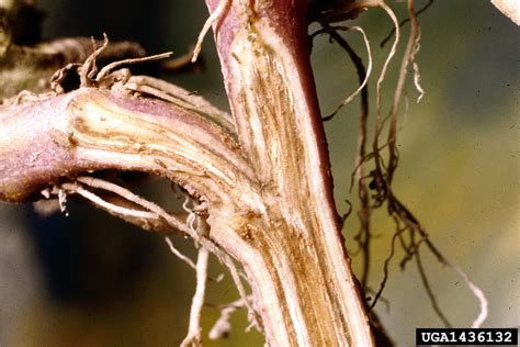 Fusarium wilt (stem rot) (Fusarium oxysporum f.sp. batatas) on ...