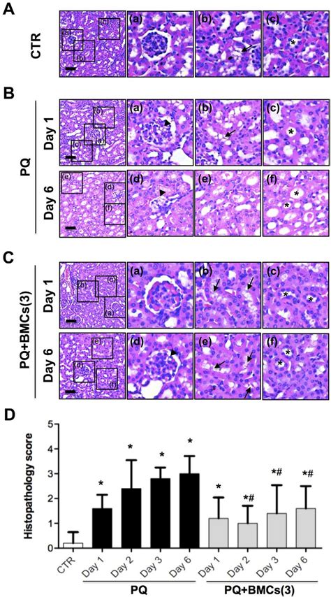 Histopathological Examination Of Kidney Tissue By He Staining A The